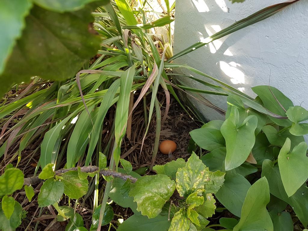 Arroteia de Baixo Casas Tipicas Algarviasヴィラ エクステリア 写真